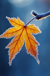 Preview wallpaper maple leaf, maple, frost, macro