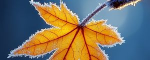 Preview wallpaper maple leaf, maple, frost, macro