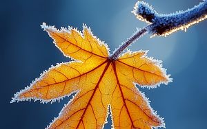 Preview wallpaper maple leaf, maple, frost, macro