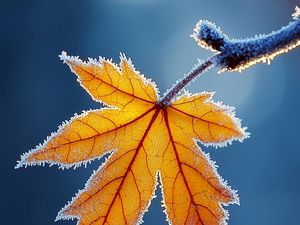 Preview wallpaper maple leaf, maple, frost, macro