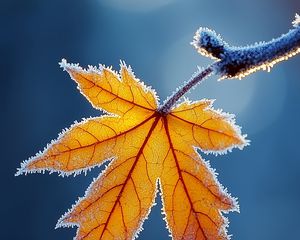 Preview wallpaper maple leaf, maple, frost, macro