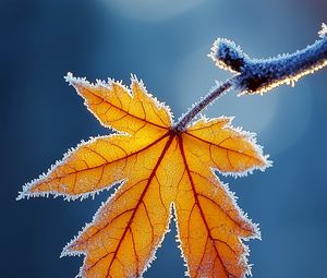 Preview wallpaper maple leaf, maple, frost, macro