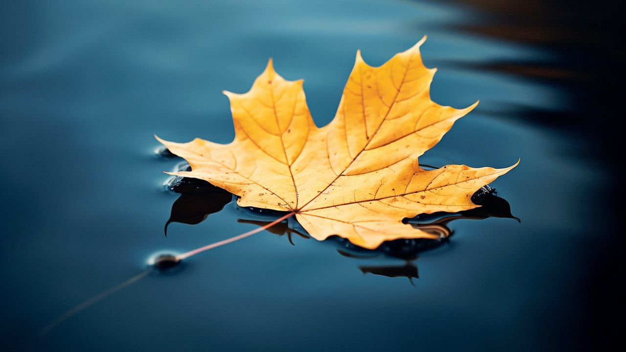 Wallpaper maple leaf, maple, leaf, water, autumn, macro