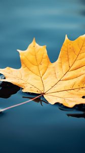 Preview wallpaper maple leaf, maple, leaf, water, autumn, macro