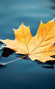 Preview wallpaper maple leaf, maple, leaf, water, autumn, macro