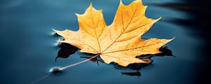 Preview wallpaper maple leaf, maple, leaf, water, autumn, macro
