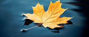 Preview wallpaper maple leaf, maple, leaf, water, autumn, macro