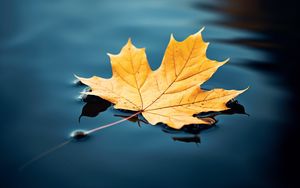 Preview wallpaper maple leaf, maple, leaf, water, autumn, macro