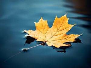 Preview wallpaper maple leaf, maple, leaf, water, autumn, macro