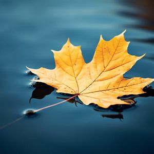 Preview wallpaper maple leaf, maple, leaf, water, autumn, macro