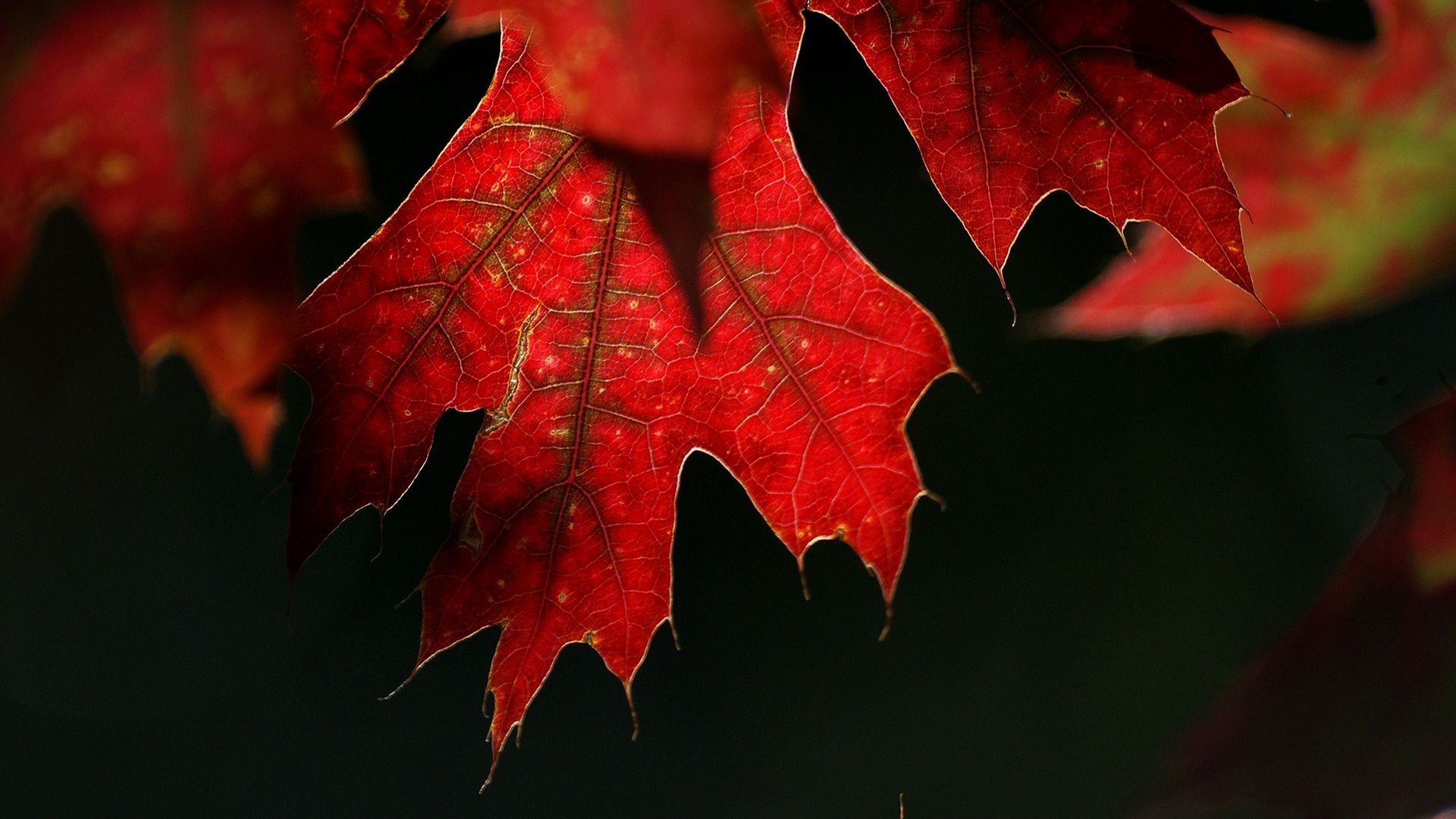 Download wallpaper 1920x1080 maple, leaf, red, macro full hd, hdtv, fhd