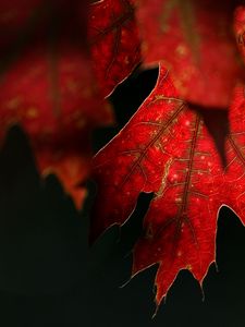 Preview wallpaper maple, leaf, red, macro