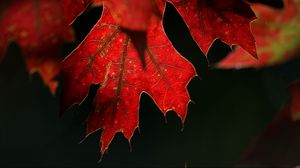 Preview wallpaper maple, leaf, red, macro