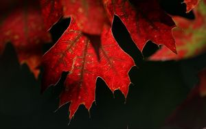 Preview wallpaper maple, leaf, red, macro