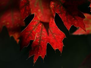 Preview wallpaper maple, leaf, red, macro