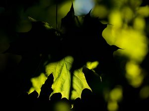 Preview wallpaper maple, leaf, shadow, macro, green