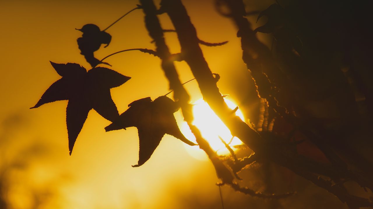 Wallpaper maple, leaf, silhouette, branch, sunset