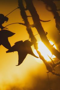 Preview wallpaper maple, leaf, silhouette, branch, sunset