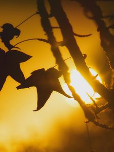 Preview wallpaper maple, leaf, silhouette, branch, sunset