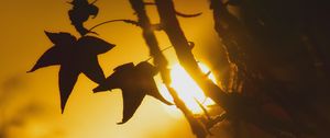 Preview wallpaper maple, leaf, silhouette, branch, sunset