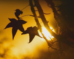 Preview wallpaper maple, leaf, silhouette, branch, sunset