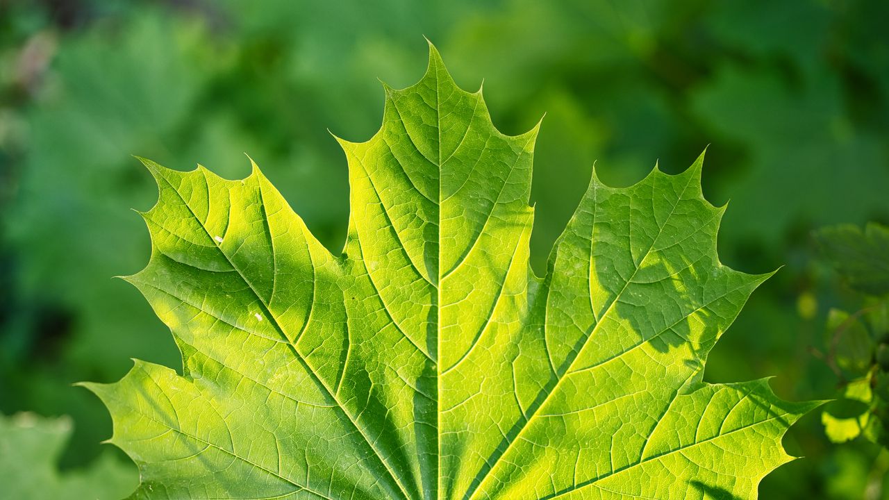 Wallpaper maple, leaf, sunshine, macro, green