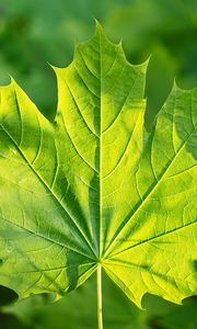 Preview wallpaper maple, leaf, sunshine, macro, green