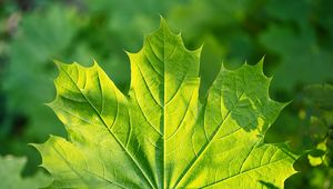 Preview wallpaper maple, leaf, sunshine, macro, green