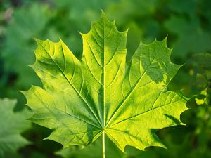 Preview wallpaper maple, leaf, sunshine, macro, green