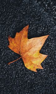 Preview wallpaper maple, leaf, veins, autumn