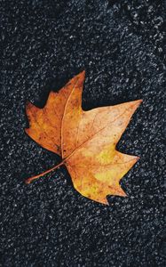 Preview wallpaper maple, leaf, veins, autumn
