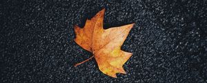 Preview wallpaper maple, leaf, veins, autumn