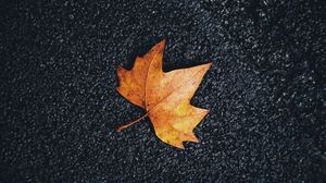 Preview wallpaper maple, leaf, veins, autumn