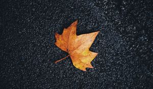 Preview wallpaper maple, leaf, veins, autumn