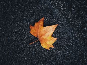 Preview wallpaper maple, leaf, veins, autumn