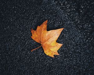 Preview wallpaper maple, leaf, veins, autumn