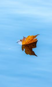 Preview wallpaper maple, leaf, water, autumn