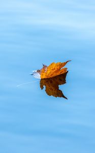 Preview wallpaper maple, leaf, water, autumn