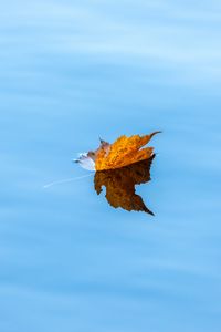 Preview wallpaper maple, leaf, water, autumn