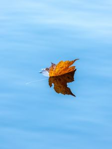 Preview wallpaper maple, leaf, water, autumn