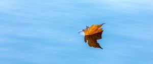 Preview wallpaper maple, leaf, water, autumn