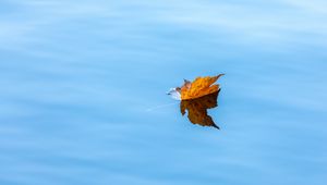Preview wallpaper maple, leaf, water, autumn