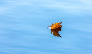 Preview wallpaper maple, leaf, water, autumn
