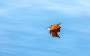 Preview wallpaper maple, leaf, water, autumn