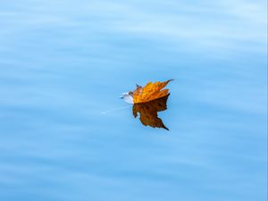 Preview wallpaper maple, leaf, water, autumn