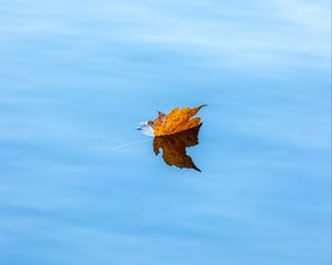 Preview wallpaper maple, leaf, water, autumn