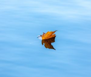 Preview wallpaper maple, leaf, water, autumn
