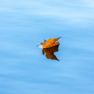 Preview wallpaper maple, leaf, water, autumn