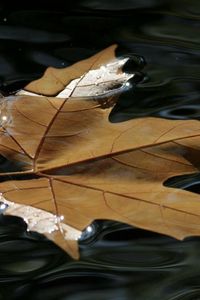 Preview wallpaper maple, leaf, water, wet