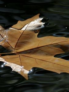 Preview wallpaper maple, leaf, water, wet